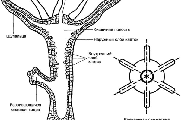 Как регистрироваться и заходить на кракен даркнет